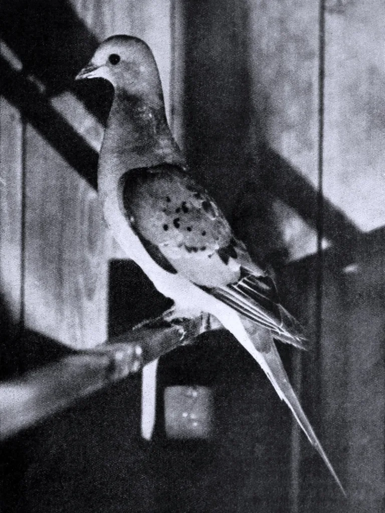 旅鸽(Ectopistes migratorius)