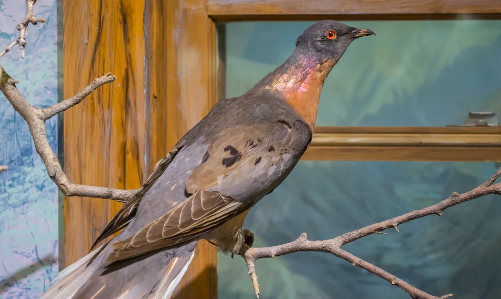 旅鸽(Ectopistes migratorius)