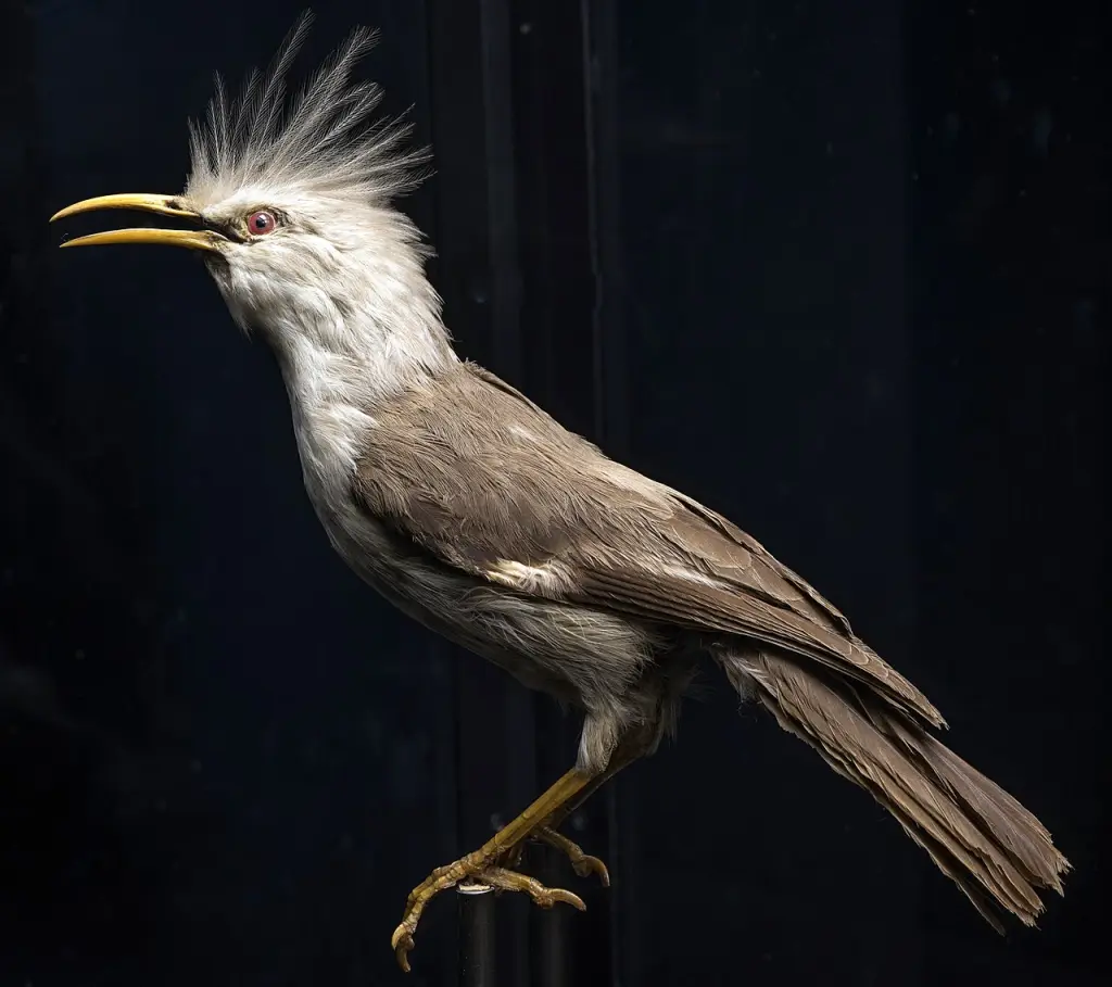 留尼旺椋鸟(Fregilupus varius)