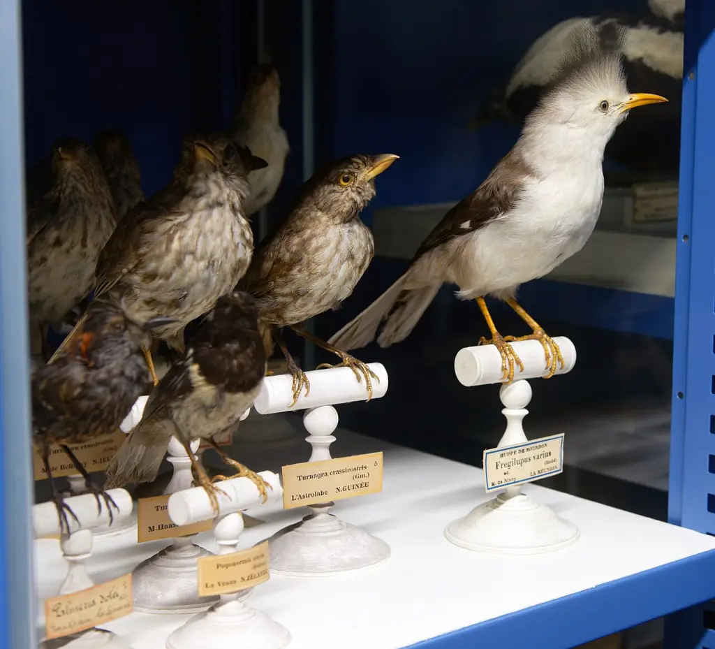 留尼旺椋鸟(Fregilupus varius)