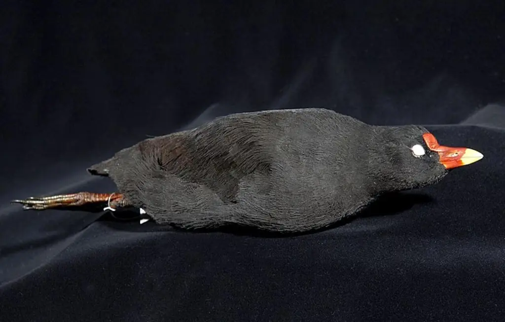 特岛骨顶(Gallinula nesiotis)