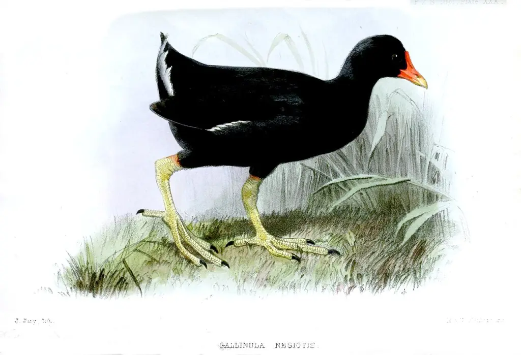 特岛骨顶(Gallinula nesiotis)