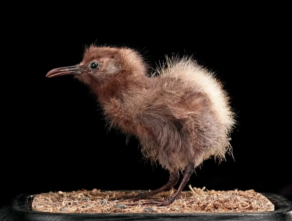 查塔姆秧鸡(Gallirallus modestus)