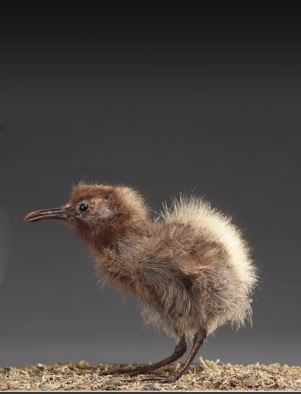 查塔姆秧鸡(Gallirallus modestus)