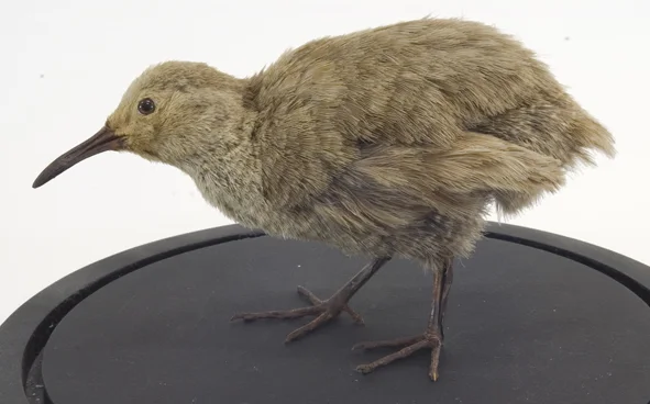 查塔姆秧鸡(Gallirallus modestus)