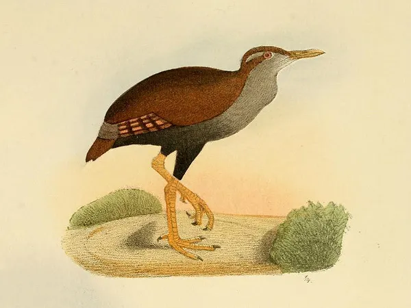 斑翅秧鸡(Gallirallus poecilopterus)