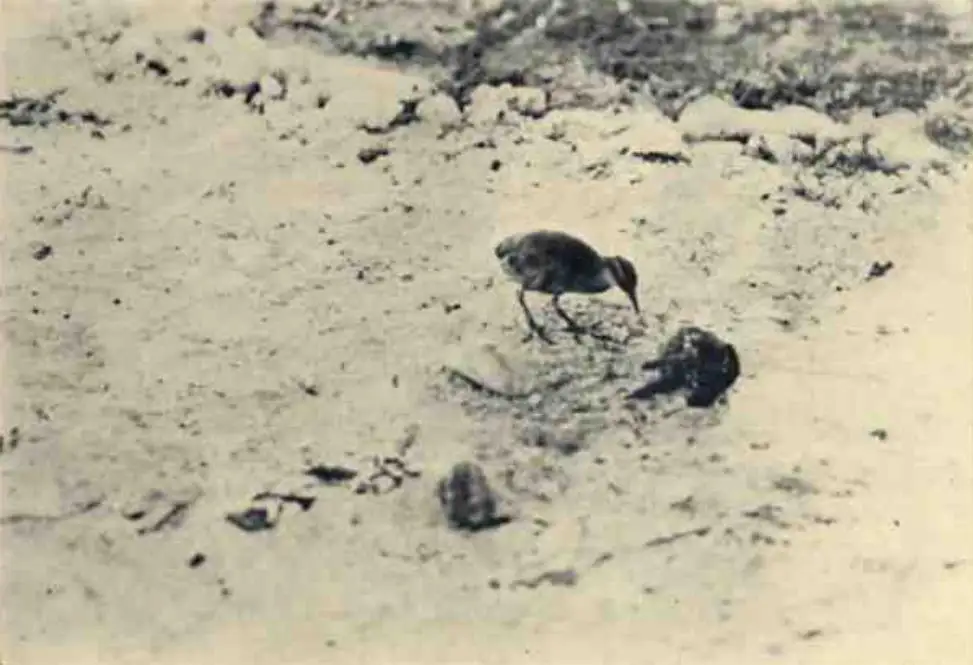 威克岛秧鸡(Gallirallus wakensis)
