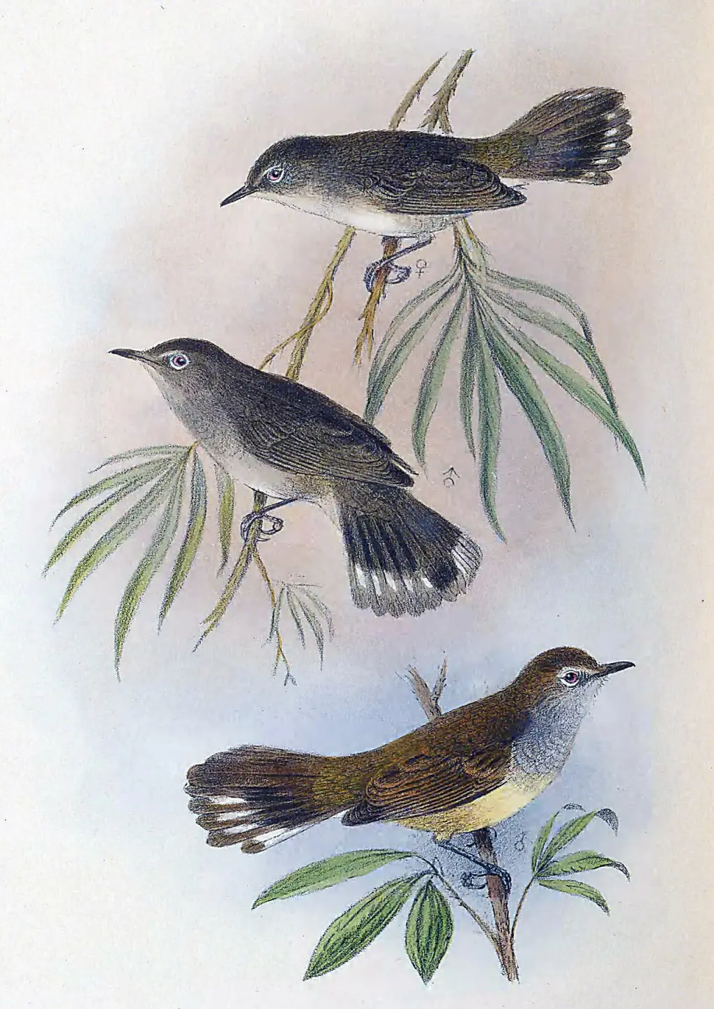 豪勋爵岛噪刺莺(Gerygone insularis)