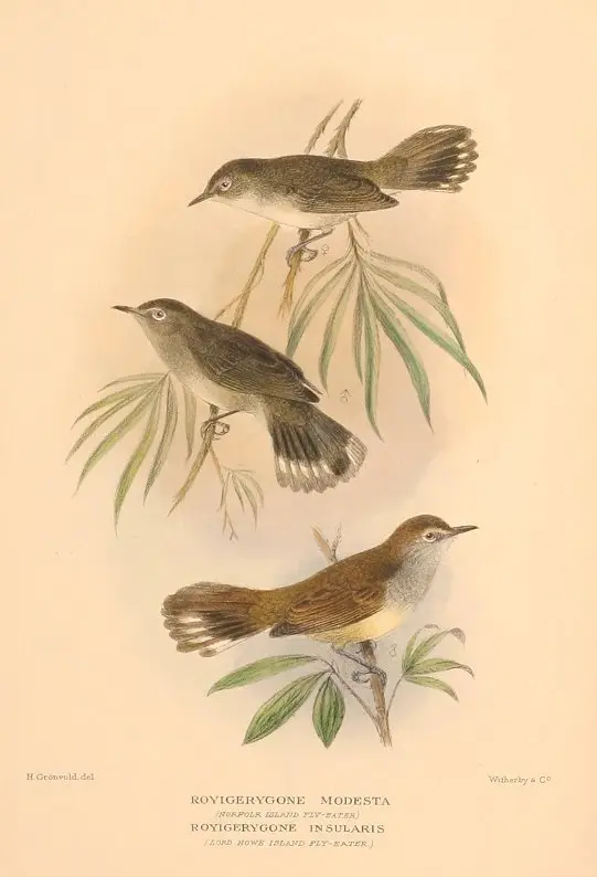 豪勋爵岛噪刺莺(Gerygone insularis)