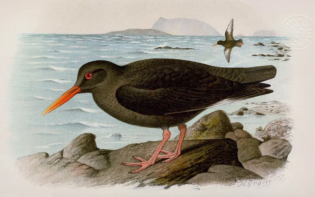 坎岛蛎鹬(Haematopus meadewaldoi)