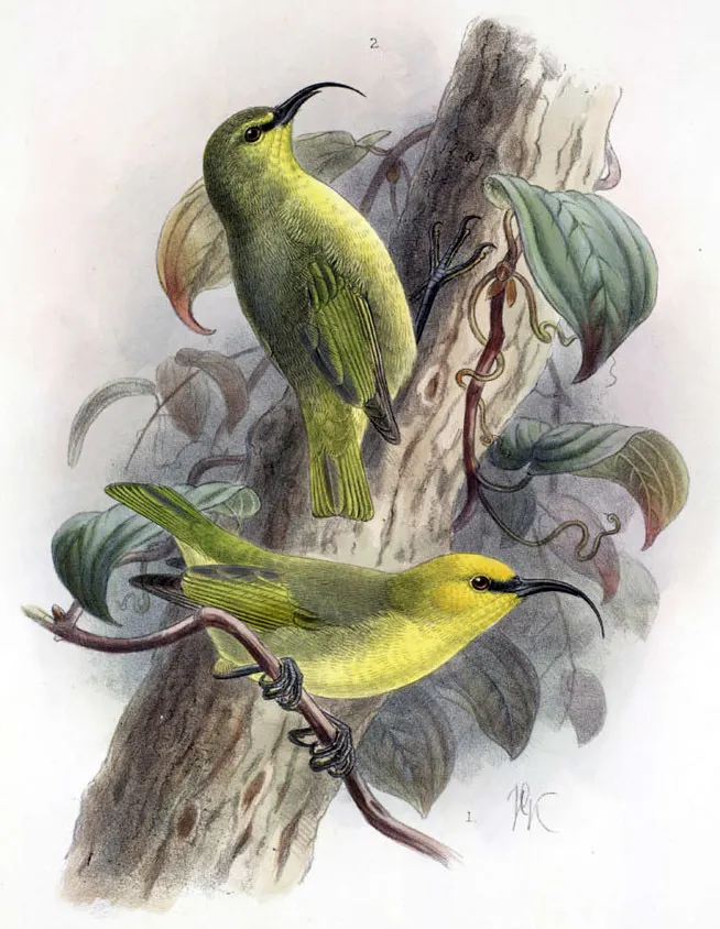 茂岛短镰嘴雀(Hemignathus affinis)