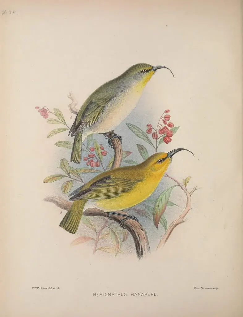 考岛短镰嘴雀(Hemignathus hanapepe)