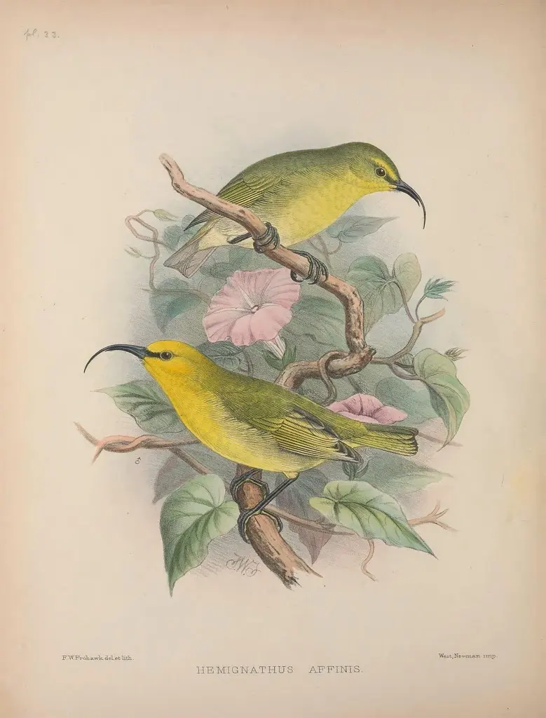 短镰嘴雀(Hemignathus lucidus)