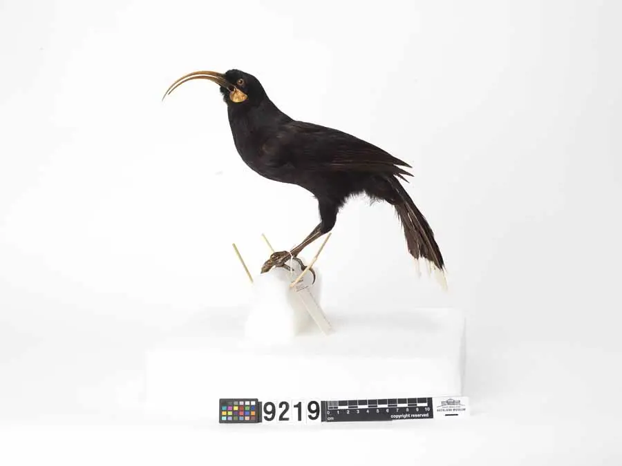 镰嘴垂耳鸦（Heteralocha acutirostris）