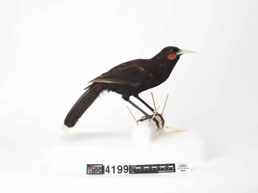 镰嘴垂耳鸦（Heteralocha acutirostris）
