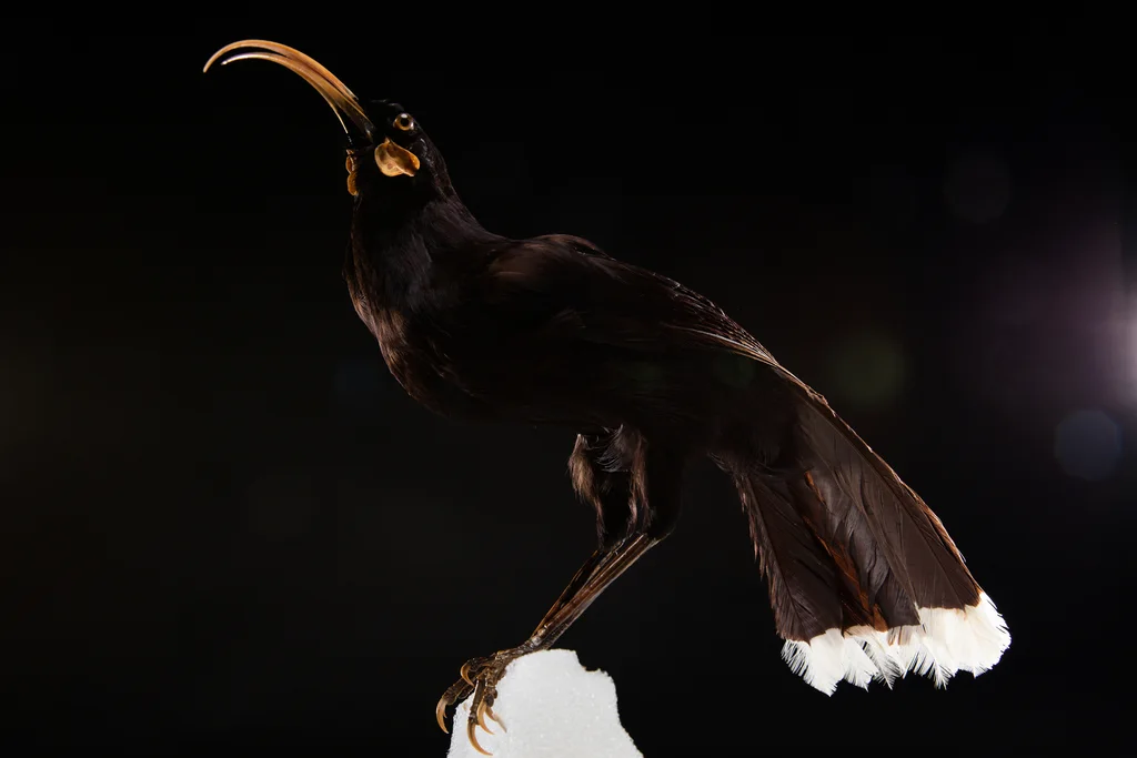镰嘴垂耳鸦（Heteralocha acutirostris）