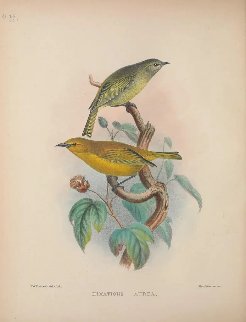 毛岛红管舌雀(Loxops ochraceus)