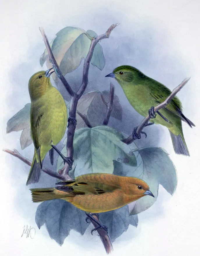 毛岛红管舌雀(Loxops ochraceus)