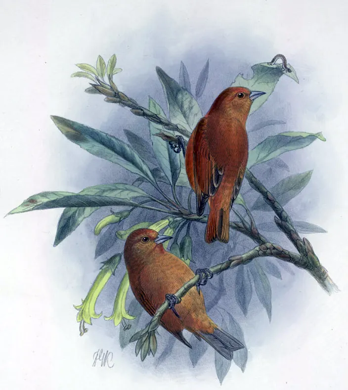 瓦岛红管舌雀(Loxops wolstenholmei)