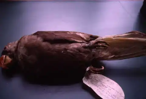 马斯卡林鹦鹉
