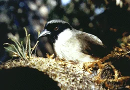 毛岛蜜雀(Melamprosops phaeosoma)