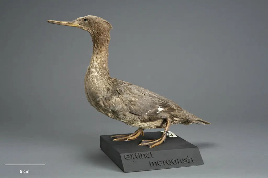 奥克兰秋沙鸭(Mergus australis)