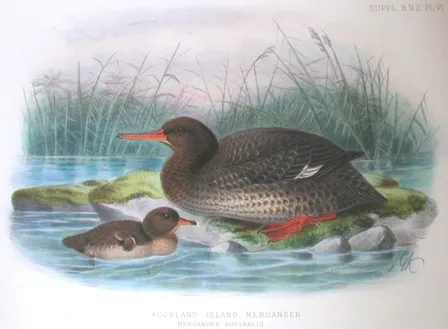 奥克兰秋沙鸭(Mergus australis)