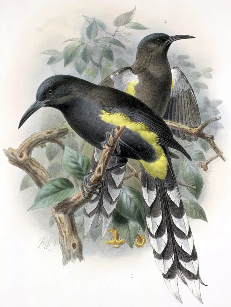 欧胡吸蜜鸟(Moho apicalis)