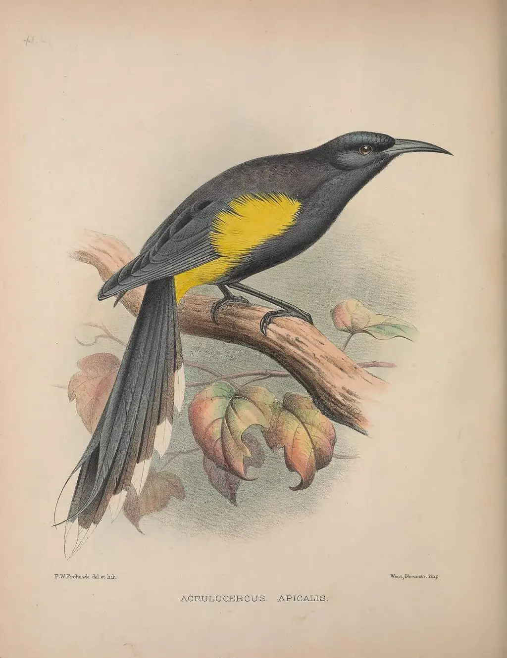 欧胡吸蜜鸟(Moho apicalis)