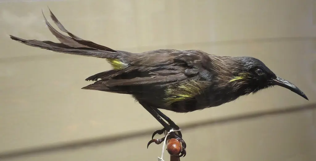 毕氏吸蜜鸟(Moho bishopi)
