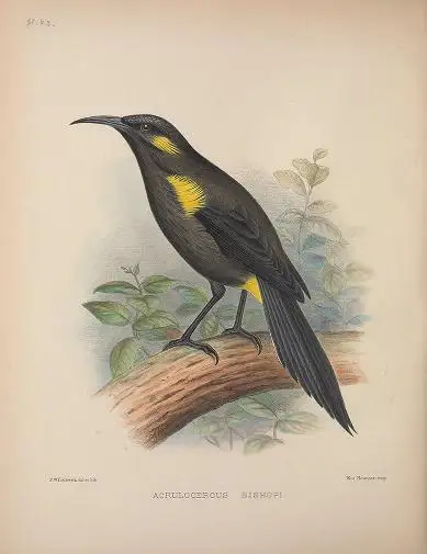 毕氏吸蜜鸟(Moho bishopi)