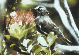 考岛吸蜜鸟(Moho braccatus)