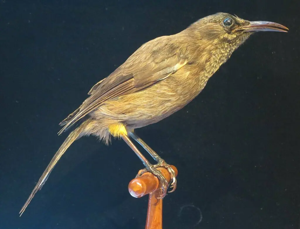 考岛吸蜜鸟(Moho braccatus)