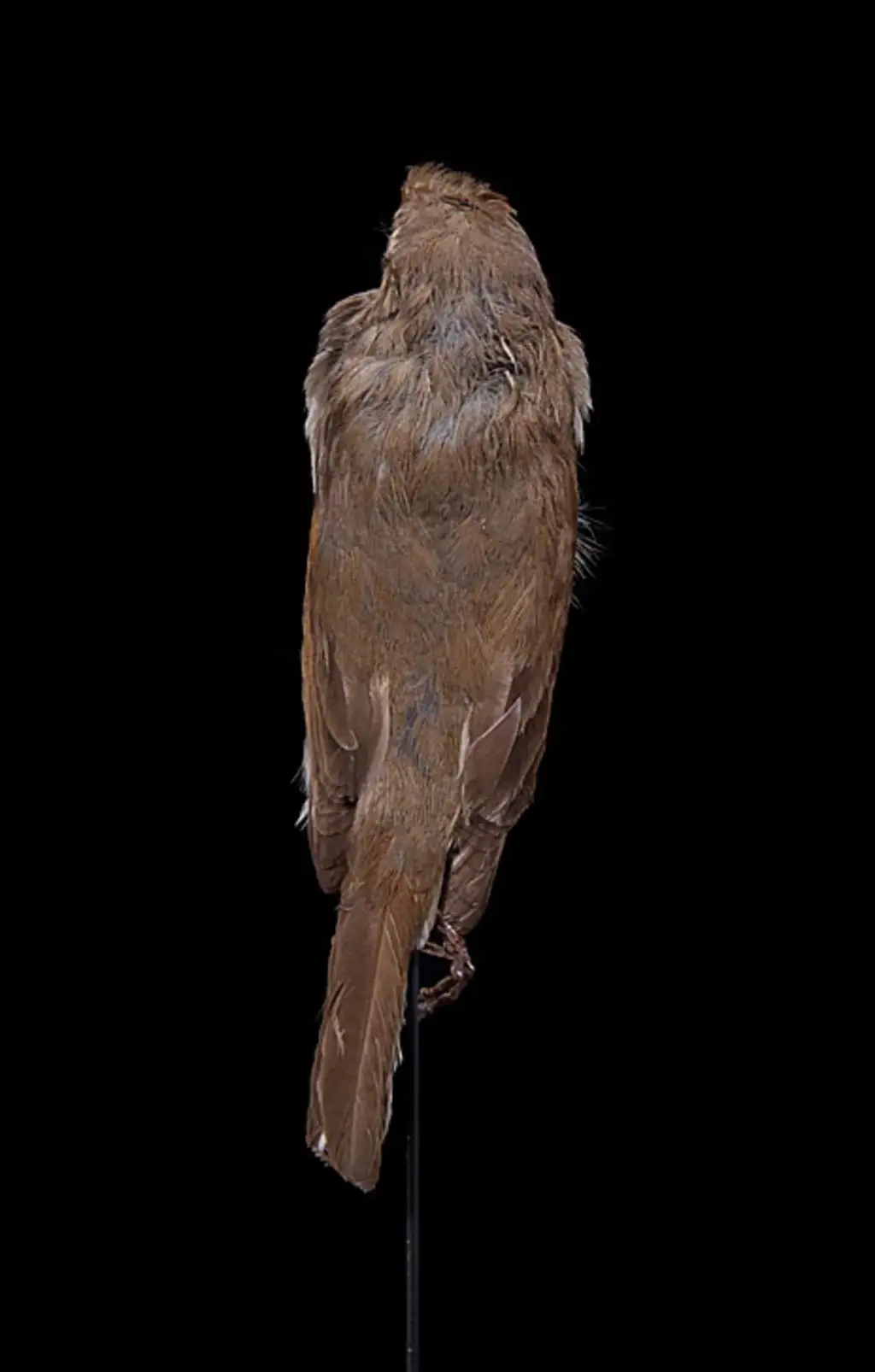 考岛孤鸫(Myadestes myadestinus)