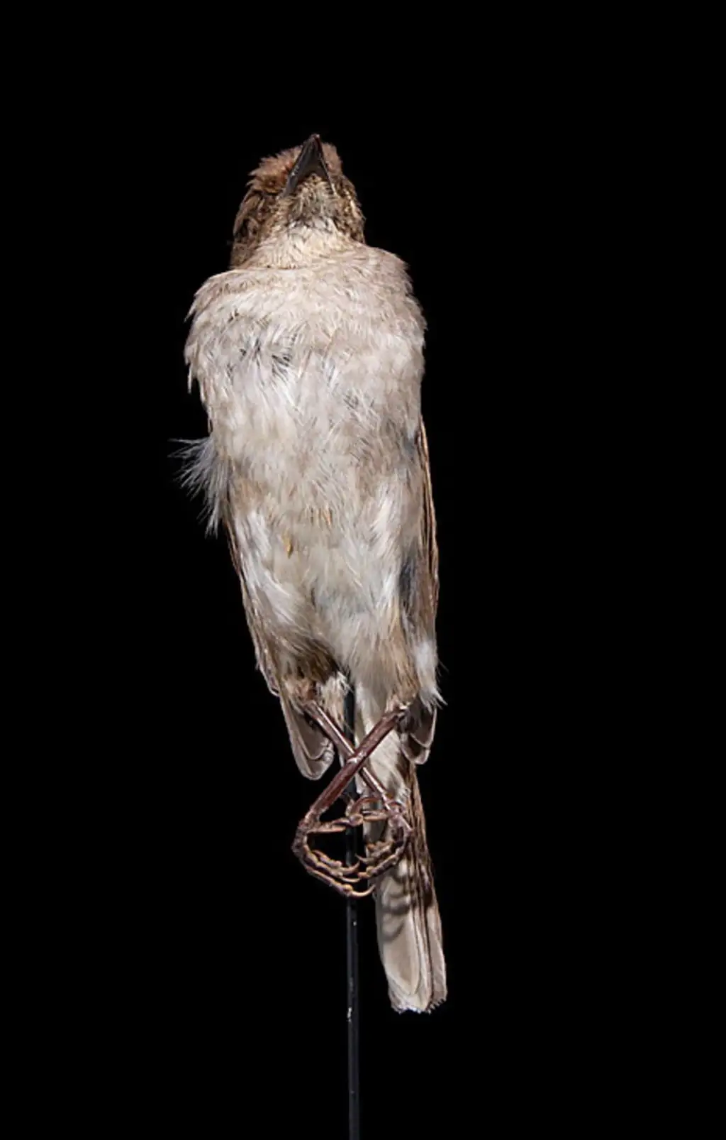 考岛孤鸫(Myadestes myadestinus)