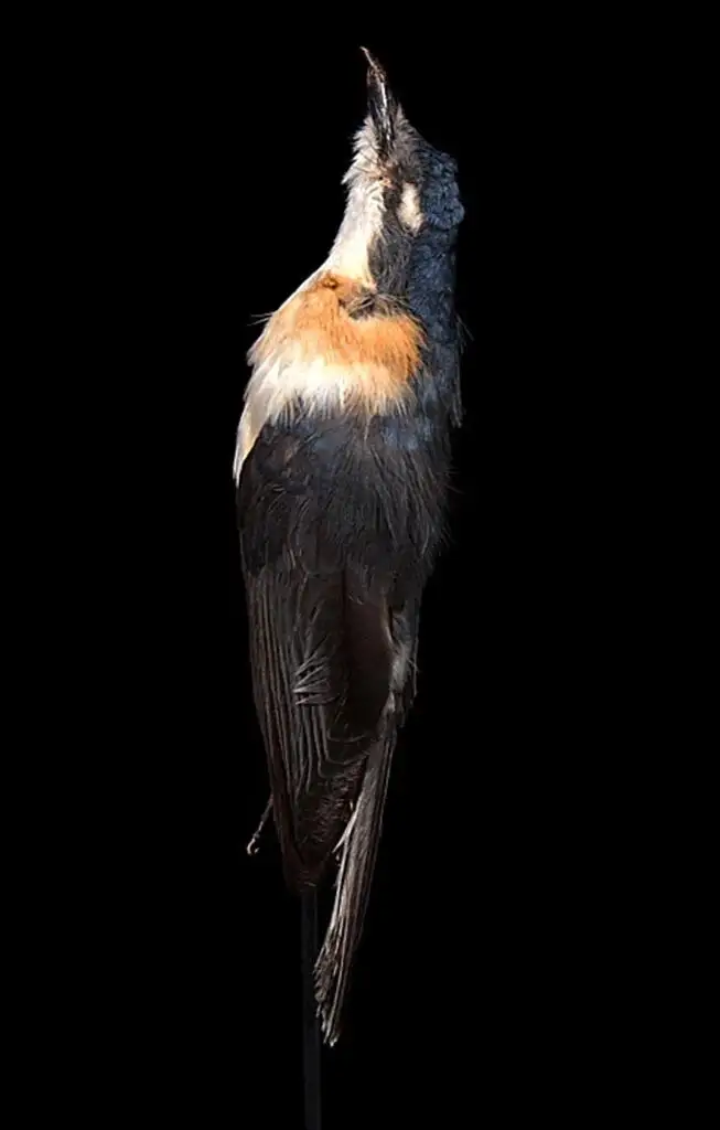 关岛阔嘴鹟(Myiagra freycineti)