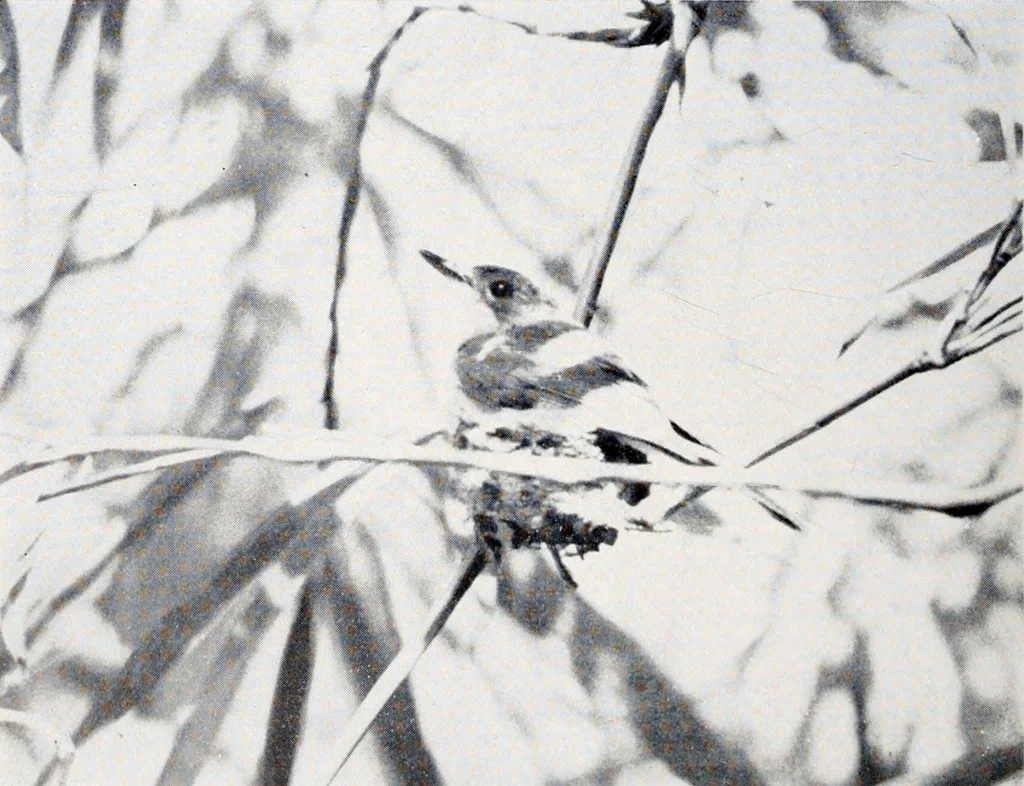 关岛阔嘴鹟(Myiagra freycineti)