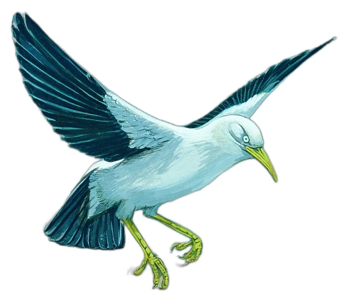 罗迪椋鸟(Necropsar rodericanus)