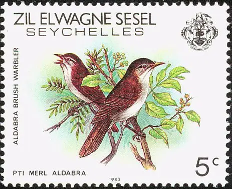阿达薮莺(Nesillas aldabrana)