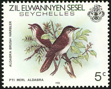 阿达薮莺(Nesillas aldabrana)