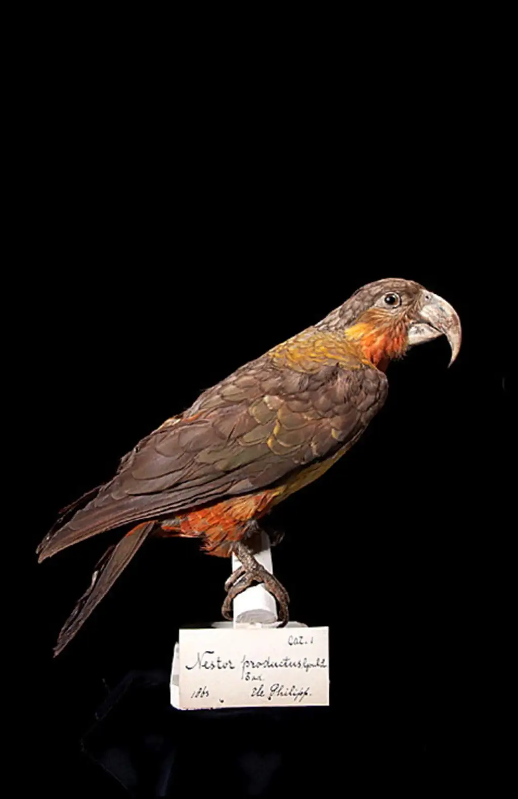 诺福克啄羊鹦鹉(Nestor productus)