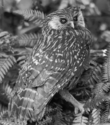 笑鸮(Ninox albifacies)