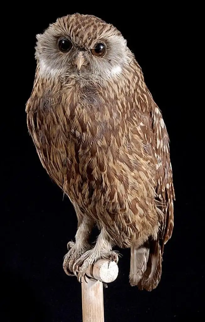笑鸮(Ninox albifacies)