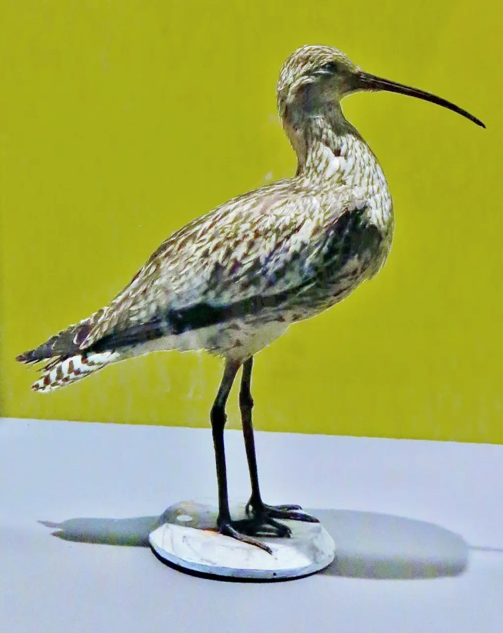 细嘴杓鹬(Numenius tenuirostris)