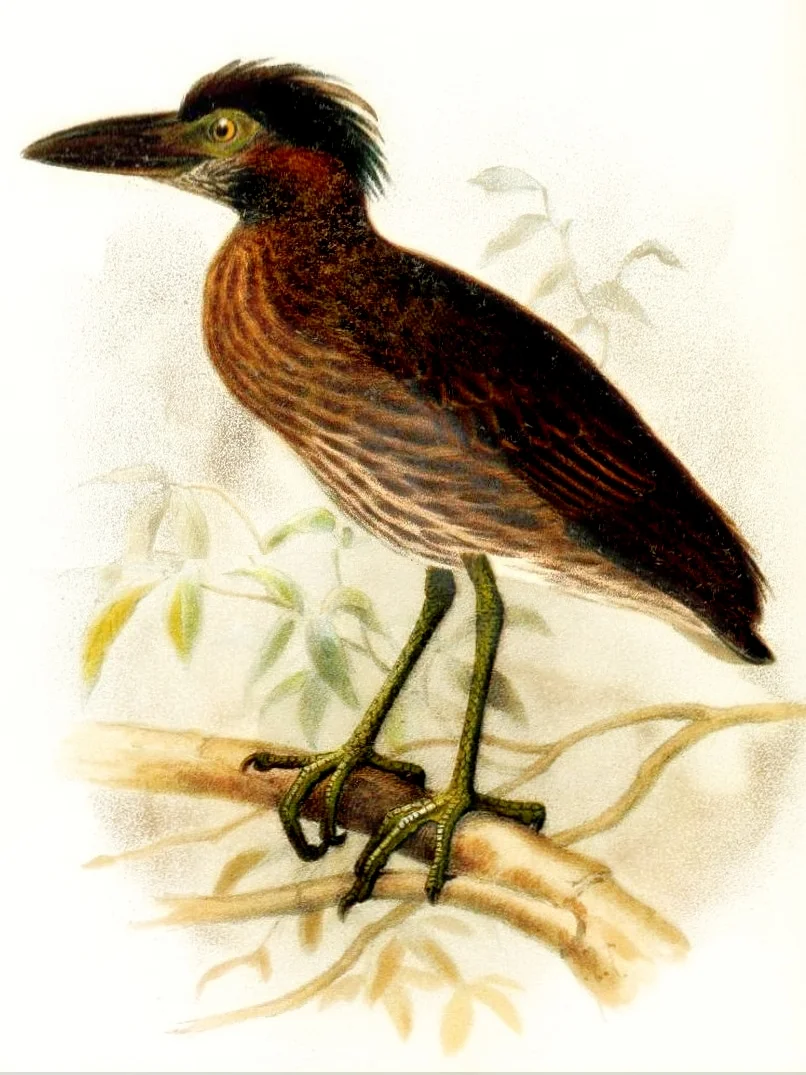 百慕大夜鹭（Nyctanassa carcinocatactes）