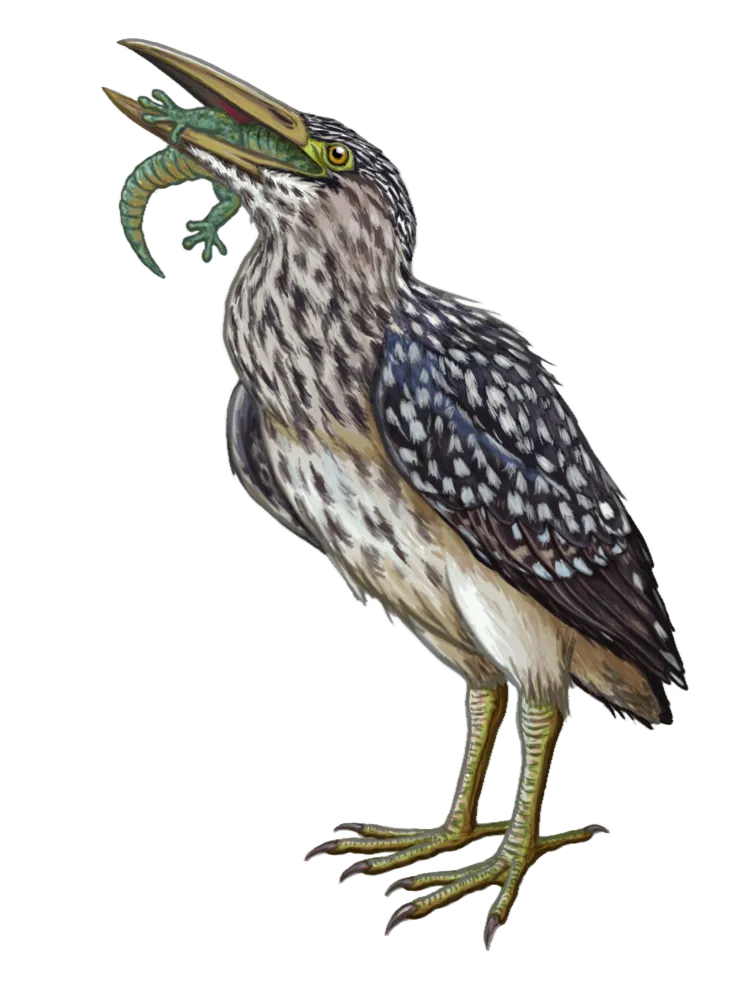罗德里格斯夜鹭（Nycticorax megacephalus）