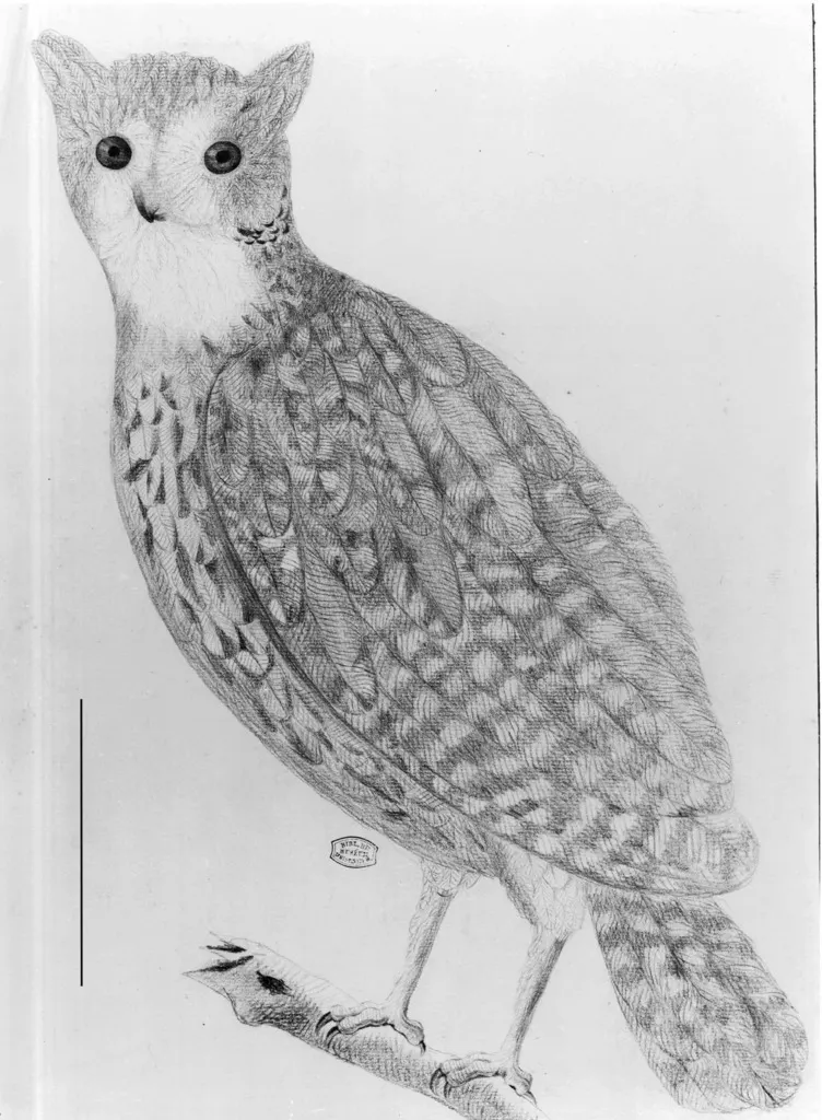 毛里求斯角鸮(Otus sauzieri)