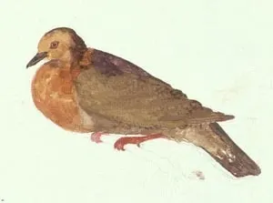 塔岛鸡鸠(Pampusana ferruginea)