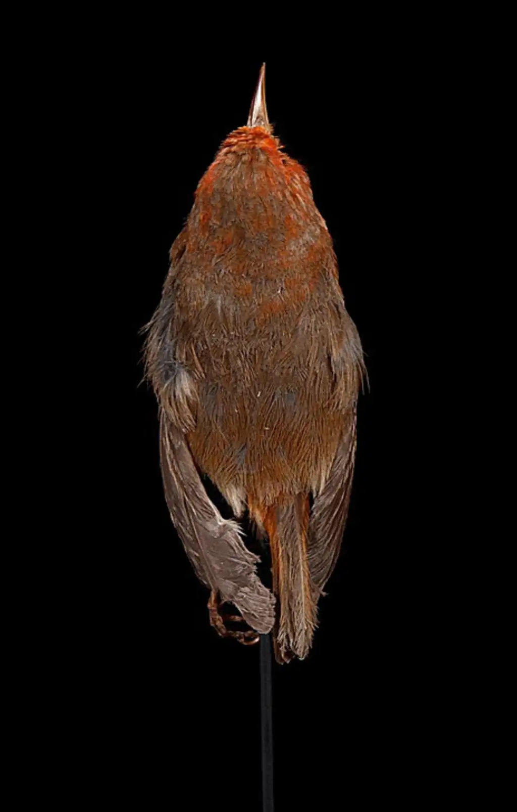 莫岛管舌雀(Paroreomyza flammea)