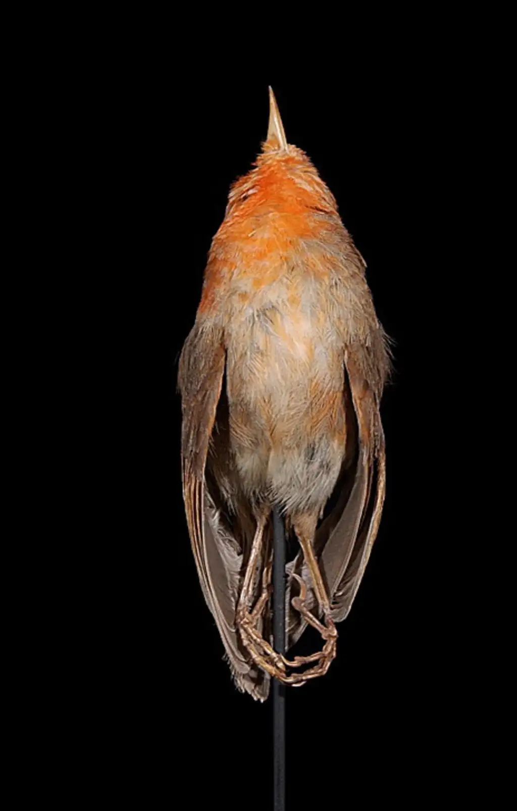 莫岛管舌雀(Paroreomyza flammea)